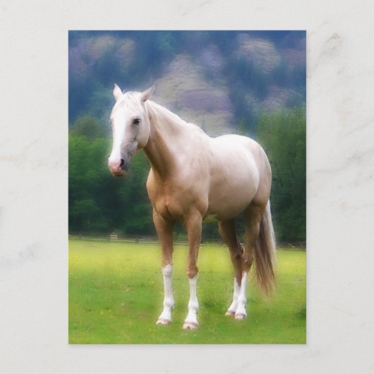 Palomino Traumpferd Postkarte (Vorderseite)