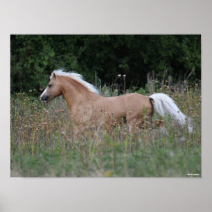 Palomino Walisischer Pony, die in langen Gras läuf Poster