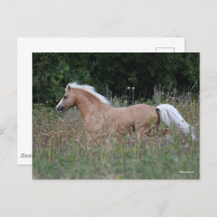 Palomino Walisischer Pony, die in langen Gras läuf Postkarte
