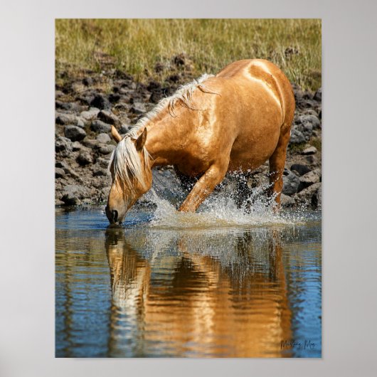 Palomino Waters Poster (Vorne)