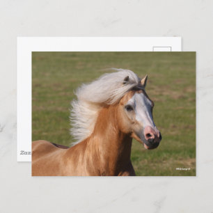 Palomino Welsh Pony Headhot Mane Flowing Postkarte