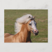Palomino Welsh Pony Headhot Mane Flowing Postkarte (Vorderseite)