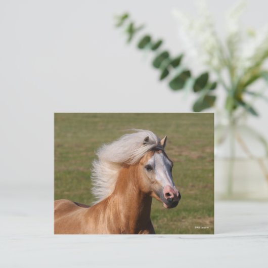 Palomino Welsh Pony Headhot Mane Flowing Postkarte (Stehend Vorderseite)