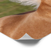 Palomino Welsh Pony Headhot Mane Flows Poster (Ecke)