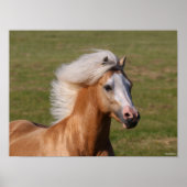 Palomino Welsh Pony Headhot Mane Flows Poster (Vorne)