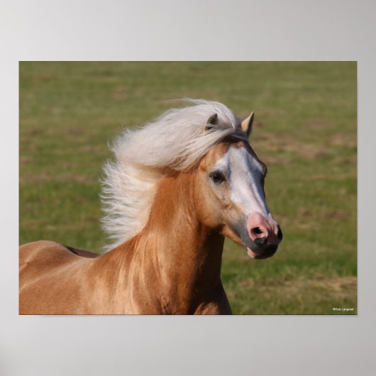 Palomino Welsh Pony Headhot Mane Flows Poster (Vorne)