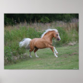 Palomino Welsh Pony Stallion Running Poster (Vorne)