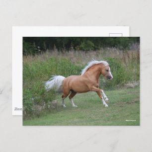 Palomino Welsh Pony Stallion Running Postkarte