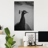 Palos Verdes Peacock Poster (Heimbüro)