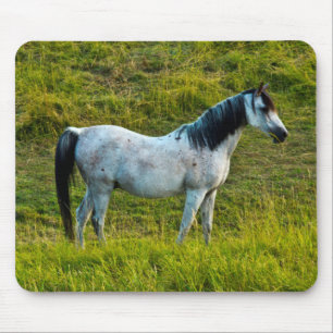 Palouse-Pferd, Colfax, Palouse-Gebiet, Washington Mousepad