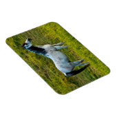 Palouspferd, Colfax, Palouse Area, Washington Magnet (Rechte Seite)