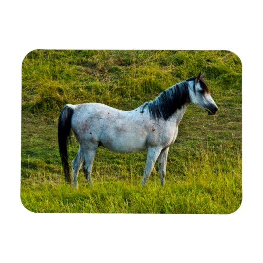Palouspferd, Colfax, Palouse Area, Washington Magnet (Horizontal)
