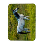 Palouspferd, Colfax, Palouse Area, Washington Magnet (Vertikal)