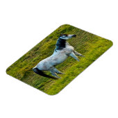 Palouspferd, Colfax, Palouse Area, Washington Magnet (Linke Seite)