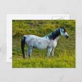 Palouspferd, Colfax, Palouse Area, Washington Postkarte (Vorne/Hinten)