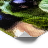 Pamela Storch - Blueberry Bush Serenade Poster (Ecke)