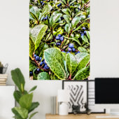 Pamela Storch - Blueberry Bush Serenade Poster (Heimbüro)