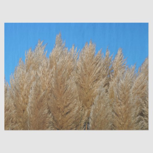 Pampas-Gras-Gewebe Seidenpapier (Vorderseite)