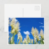 Pampas Grass Postkarte (Vorne/Hinten)
