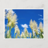 Pampas Grass Postkarte (Vorderseite)