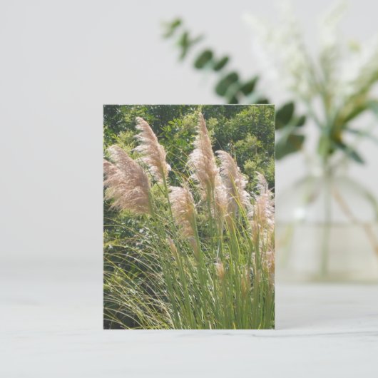 Pampasgras Postkarte (Stehend Vorderseite)