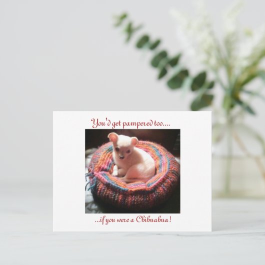 Pampered Chihuahua Dog Postkarte (Stehend Vorderseite)