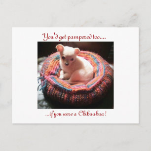 Pampered Chihuahua Dog Postkarte