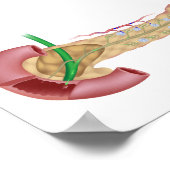 Pancreas exocrine and endocrine glands diagram. poster (Ecke)