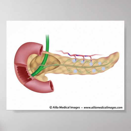 Pancreas exocrine and endocrine glands diagram. poster (Vorne)