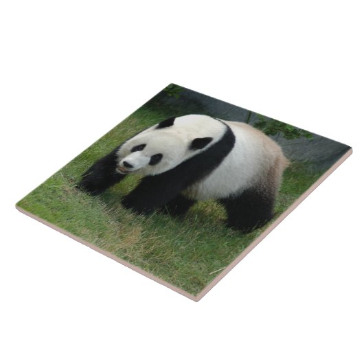 panda114 fliese (Seite)