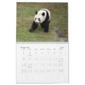 panda117, Panda-Bären Kalender (Feb 2026)