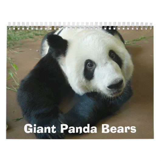 panda118, Panda-Bären Kalender (Titelbild)