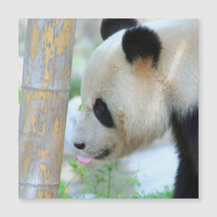 Panda20170502_by_JAMFoto Magnetkarte