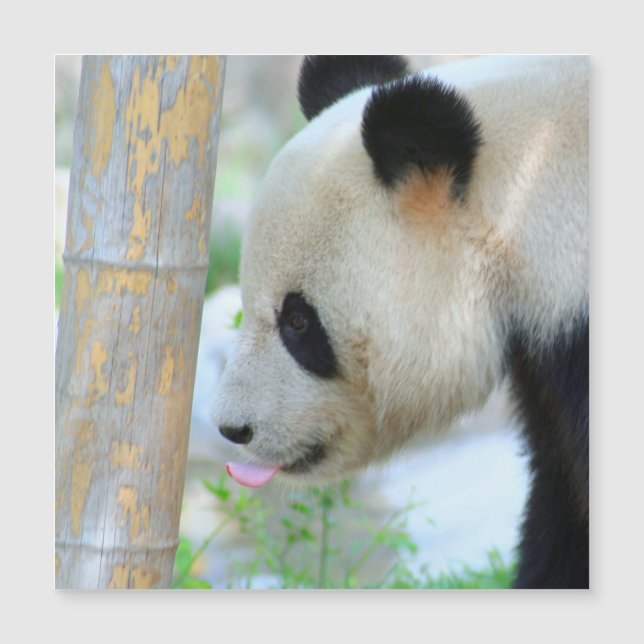 Panda20170502_by_JAMFoto Magnetkarte (Vorderseite)