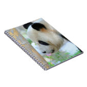 Panda20170502_by_JAMFoto Notizblock (Rechte Seite)