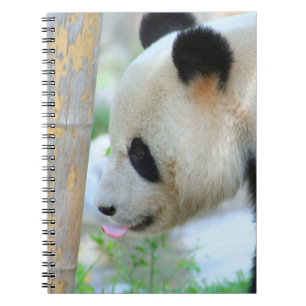 Panda20170502_by_JAMFoto Notizblock