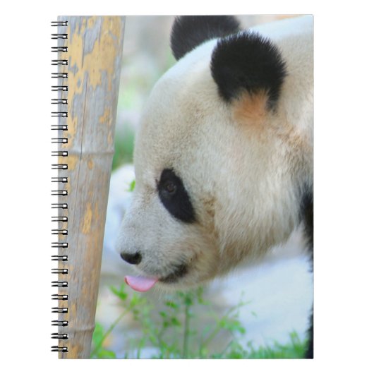 Panda20170502_by_JAMFoto Notizblock (Vorderseite)