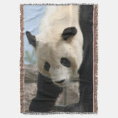 Panda20170506_by_JAMFoto Decke (Vorderseite Vertikal)