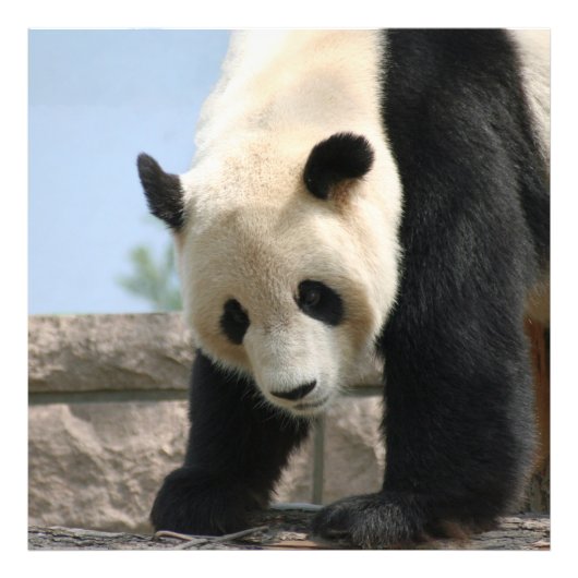 Panda20170506_by_JAMFoto Fotodruck (Vorne)