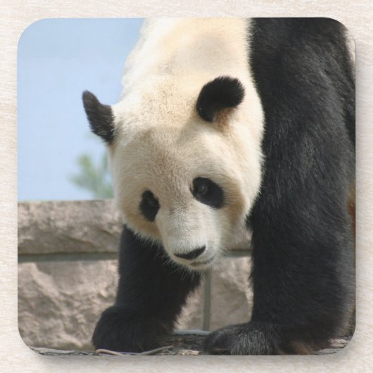 Panda20170506_by_JAMFoto Getränkeuntersetzer (Vorderseite)