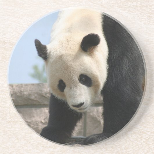 Panda20170506_by_JAMFoto Getränkeuntersetzer (Vorne)