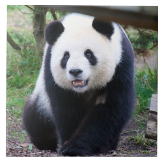 Panda_20190301_by_JAMFoto Fliese (Vorderseite)