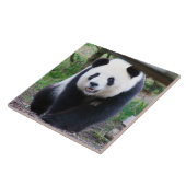 Panda_20190301_by_JAMFoto Fliese (Seite)