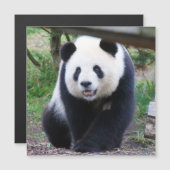 Panda_20190301_by_JAMFoto Magnetkarte (Vorne/Hinten)