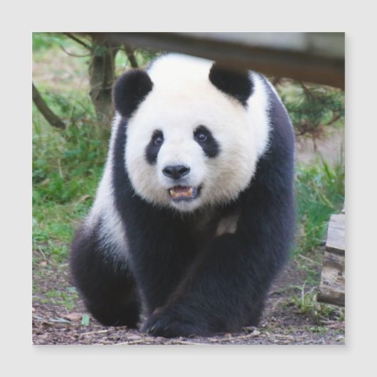 Panda_20190301_by_JAMFoto Magnetkarte (Vorderseite)