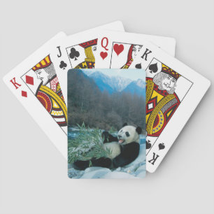 Panda aß Bambus am Ufer des Flusses, Wolong, 2 Spielkarten