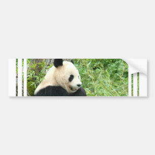 Panda-Autoaufkleber Autoaufkleber