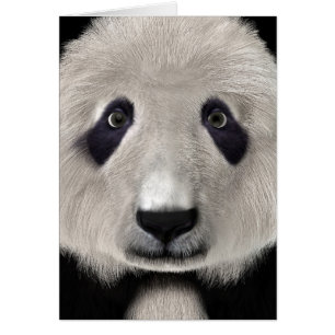 Panda Bär