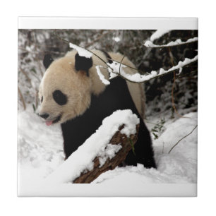 Panda Bär Fliese