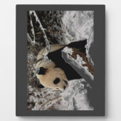 Panda-Bär Fotoplatte (Vorderseite)